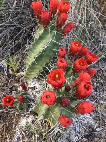 Santa Fe shamanic healing